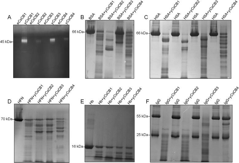 https://cdn.ncbi.nlm.nih.gov/pmc/blobs/d91a/4687107/866c961d53d4/13071_2015_1248_Fig4_HTML.jpg