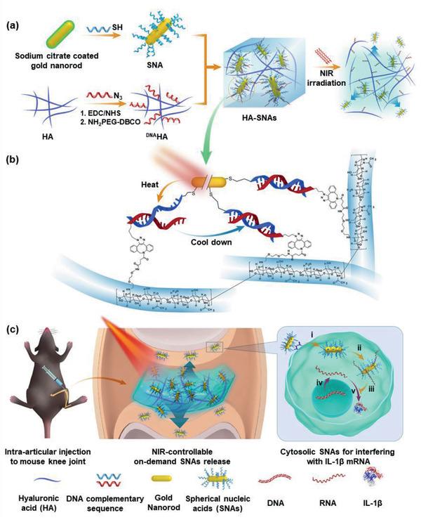 https://cdn.ncbi.nlm.nih.gov/pmc/blobs/d91a/8097319/35c42722c3d9/ADVS-8-2004793-g012.jpg