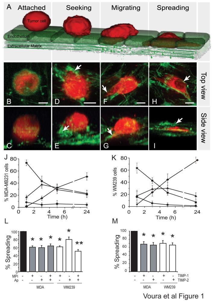 https://cdn.ncbi.nlm.nih.gov/pmc/blobs/d91b/3806793/f2c77dbc38c5/pone.0078413.g001.jpg