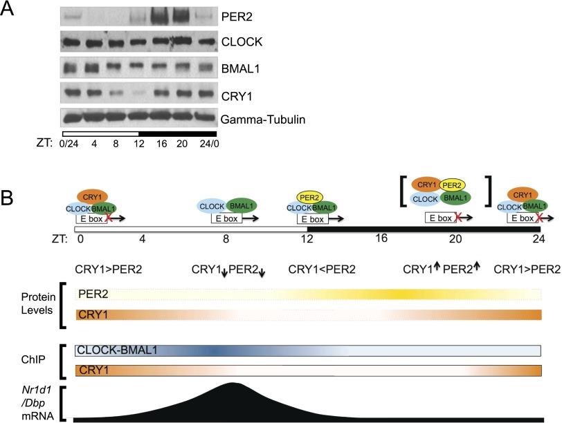 https://cdn.ncbi.nlm.nih.gov/pmc/blobs/d91c/4173159/92db81b9251a/1989fig5.jpg