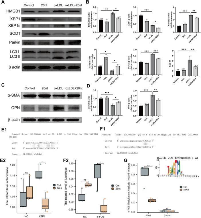 https://cdn.ncbi.nlm.nih.gov/pmc/blobs/d91f/12378562/fad5ff39ca53/IID3-13-e70251-g002.jpg