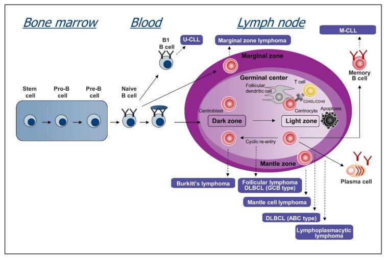 https://cdn.ncbi.nlm.nih.gov/pmc/blobs/d920/7352865/7164beb9f690/cancers-12-01396-g002.jpg