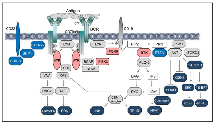 https://cdn.ncbi.nlm.nih.gov/pmc/blobs/d920/7352865/8f2c14bab7c4/cancers-12-01396-g001.jpg