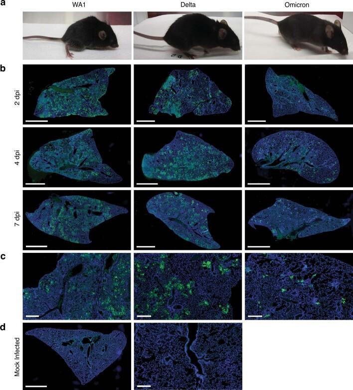 https://cdn.ncbi.nlm.nih.gov/pmc/blobs/d920/9279157/99f0b6247269/41586_2022_4865_Fig6_ESM.jpg