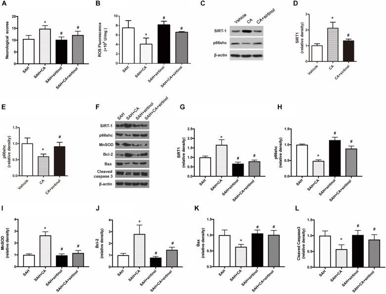 https://cdn.ncbi.nlm.nih.gov/pmc/blobs/d921/6411796/67fe30a6b74d/fnins-13-00026-g005.jpg
