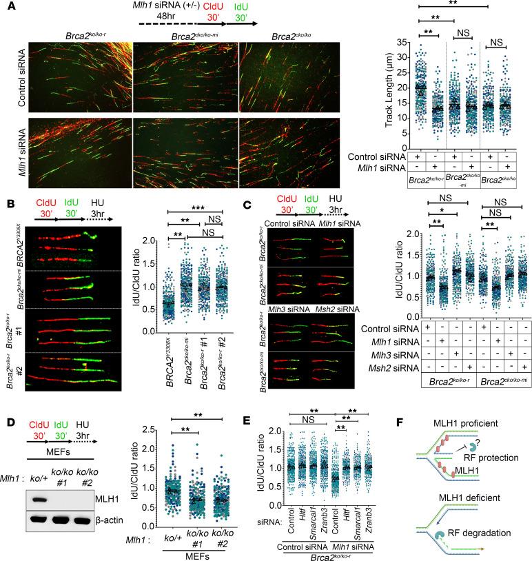 https://cdn.ncbi.nlm.nih.gov/pmc/blobs/d92b/10977984/05e16374a5e8/jci-134-173718-g060.jpg