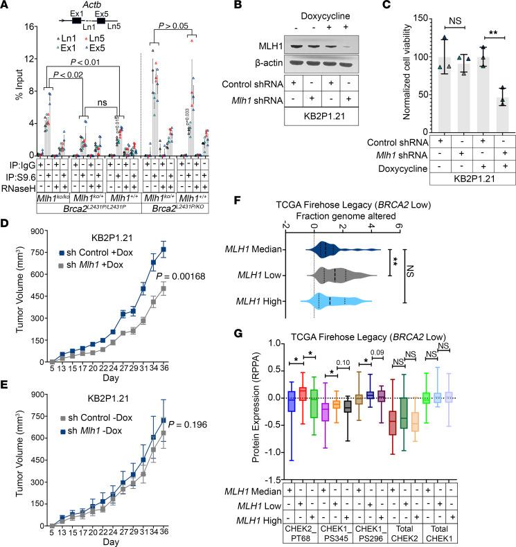 https://cdn.ncbi.nlm.nih.gov/pmc/blobs/d92b/10977984/487037f65752/jci-134-173718-g064.jpg