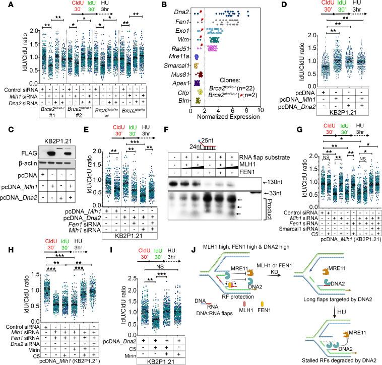 https://cdn.ncbi.nlm.nih.gov/pmc/blobs/d92b/10977984/511e8f1bf266/jci-134-173718-g061.jpg