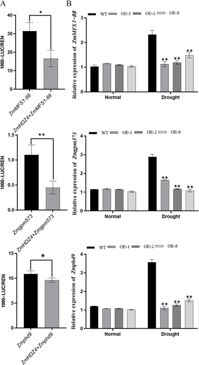 https://cdn.ncbi.nlm.nih.gov/pmc/blobs/d92d/11656746/656ada130b74/12870_2024_5951_Fig5_HTML.jpg