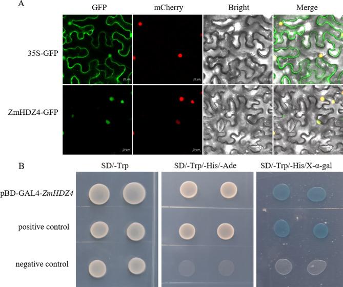 https://cdn.ncbi.nlm.nih.gov/pmc/blobs/d92d/11656746/c0f18e75afe6/12870_2024_5951_Fig2_HTML.jpg