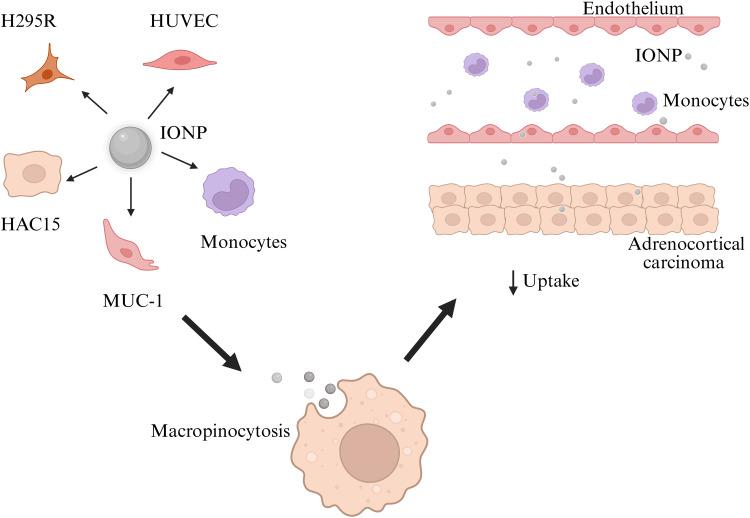 https://cdn.ncbi.nlm.nih.gov/pmc/blobs/d92d/12404198/df30a6080966/IJN-20-10487-g0001.jpg