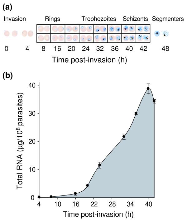 https://cdn.ncbi.nlm.nih.gov/pmc/blobs/d92f/1088945/189c9596ca9c/gb-2005-6-3-r26-3.jpg