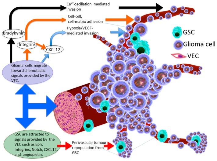https://cdn.ncbi.nlm.nih.gov/pmc/blobs/d930/5713311/486a075763e4/ijms-18-02342-g001.jpg