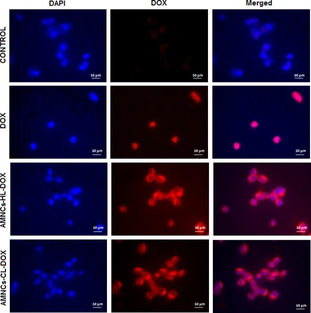 https://cdn.ncbi.nlm.nih.gov/pmc/blobs/d930/6682152/e047e3239e0f/ao-2019-01062h_0005.jpg