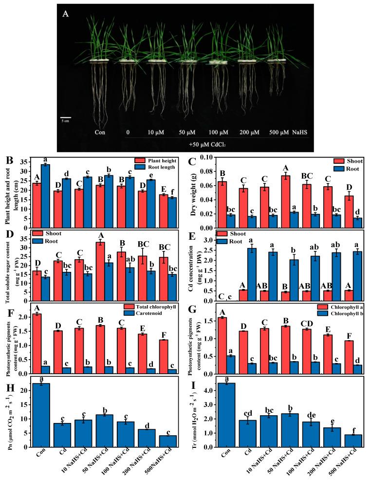 https://cdn.ncbi.nlm.nih.gov/pmc/blobs/d931/10346985/583ec3e5b3bb/plants-12-02413-g002.jpg