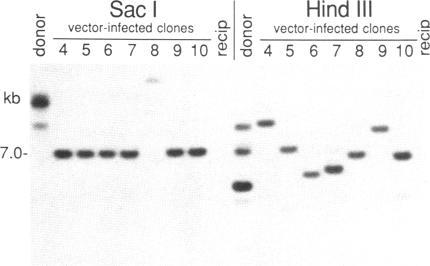 https://cdn.ncbi.nlm.nih.gov/pmc/blobs/d931/282828/26749d4d7446/pnas00303-0293-a.jpg