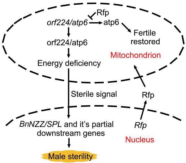 https://cdn.ncbi.nlm.nih.gov/pmc/blobs/d935/4051170/a0fc73b70caa/1471-2164-15-258-8.jpg