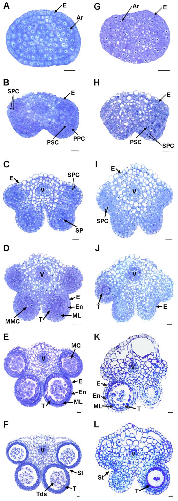 https://cdn.ncbi.nlm.nih.gov/pmc/blobs/d935/4051170/ac1fc1e93339/1471-2164-15-258-2.jpg