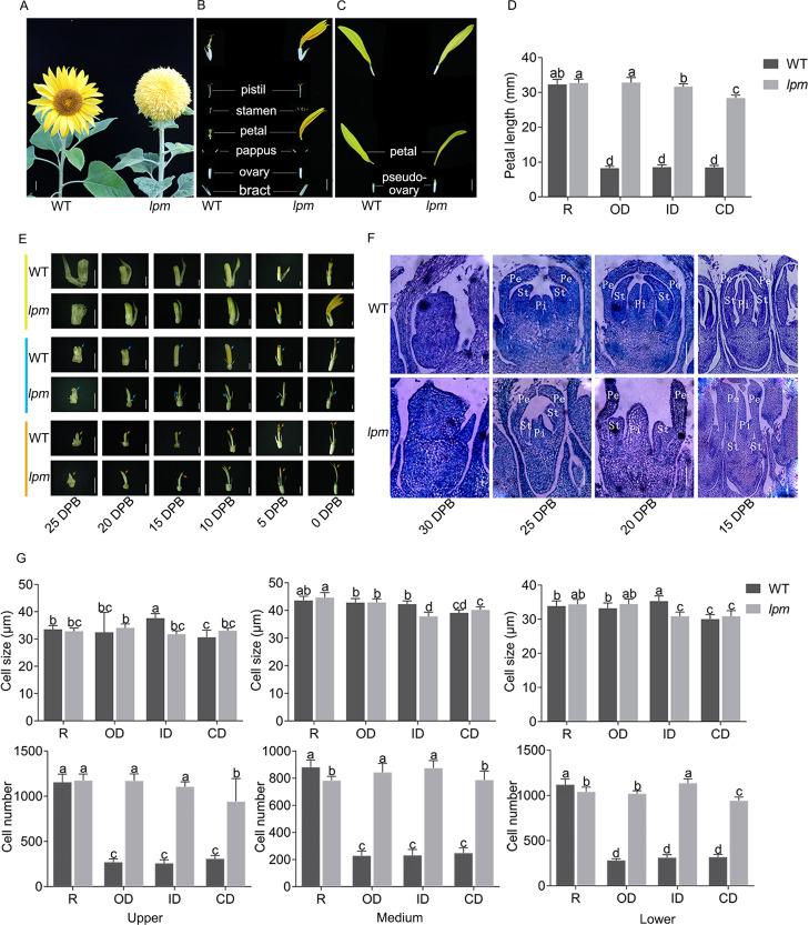 https://cdn.ncbi.nlm.nih.gov/pmc/blobs/d937/11225715/32e2d3d2aa0c/peerj-12-17586-g001.jpg