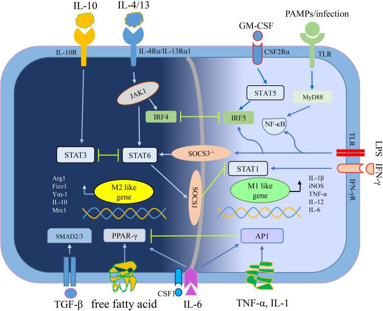 https://cdn.ncbi.nlm.nih.gov/pmc/blobs/d938/8337013/0a4c93bed7d3/fcell-09-706286-g001.jpg