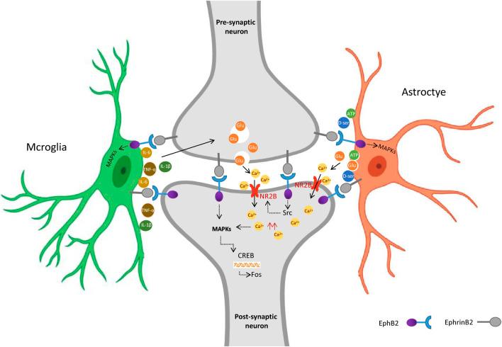 https://cdn.ncbi.nlm.nih.gov/pmc/blobs/d93b/11405339/2511b5d0f82e/fphar-15-1463339-g006.jpg