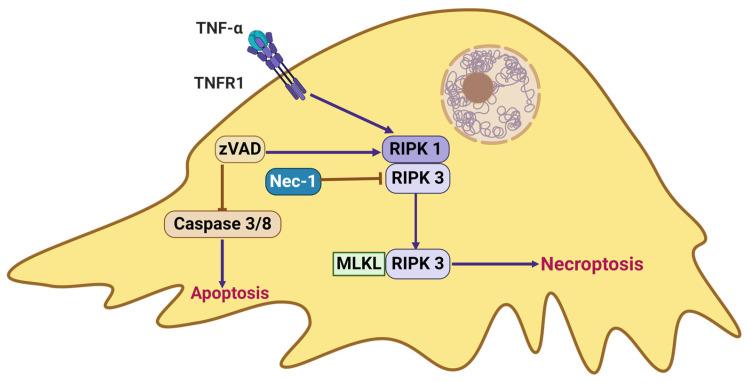 https://cdn.ncbi.nlm.nih.gov/pmc/blobs/d93f/11354906/0cef755e0134/ijms-25-09035-g005.jpg