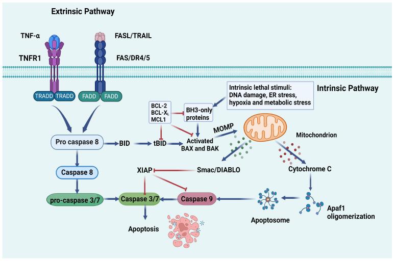 https://cdn.ncbi.nlm.nih.gov/pmc/blobs/d93f/11354906/732d3a2bbe87/ijms-25-09035-g004.jpg