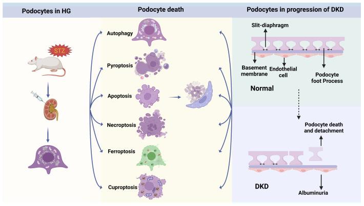 https://cdn.ncbi.nlm.nih.gov/pmc/blobs/d93f/11354906/878ce816e102/ijms-25-09035-g001.jpg