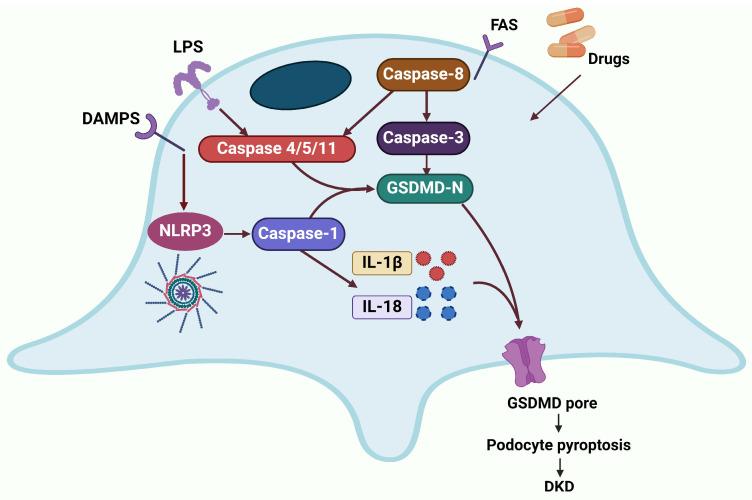 https://cdn.ncbi.nlm.nih.gov/pmc/blobs/d93f/11354906/f613d5cc765c/ijms-25-09035-g003.jpg