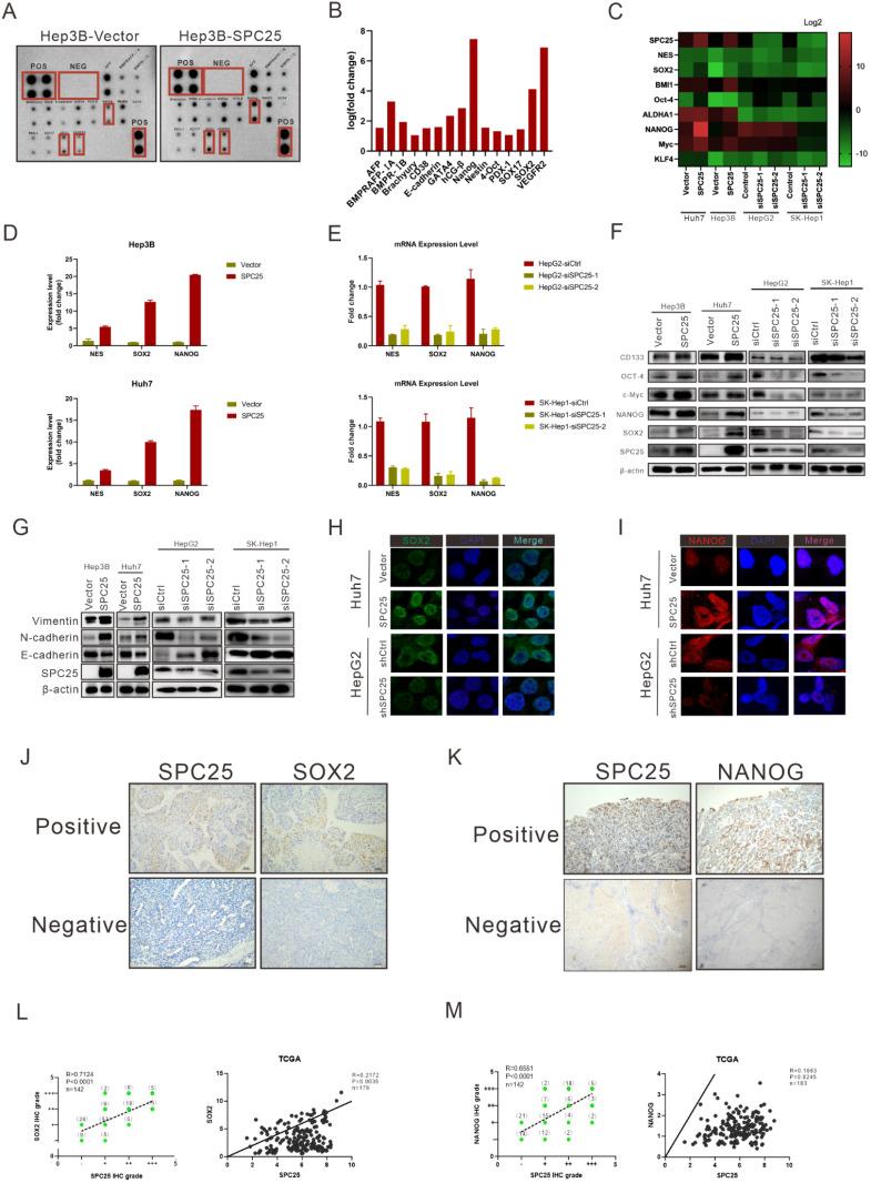 https://cdn.ncbi.nlm.nih.gov/pmc/blobs/d93f/9461674/77751f78143c/ijbsv18p5241g004.jpg