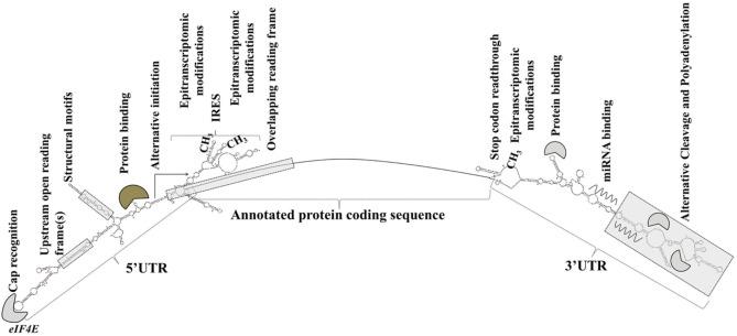 https://cdn.ncbi.nlm.nih.gov/pmc/blobs/d940/5526920/baea4b40aee3/fonc-07-00158-g001.jpg
