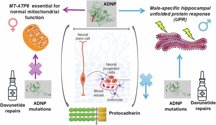 https://cdn.ncbi.nlm.nih.gov/pmc/blobs/d949/12092271/c032dcd855a5/41380_2024_2879_Fig6_HTML.jpg