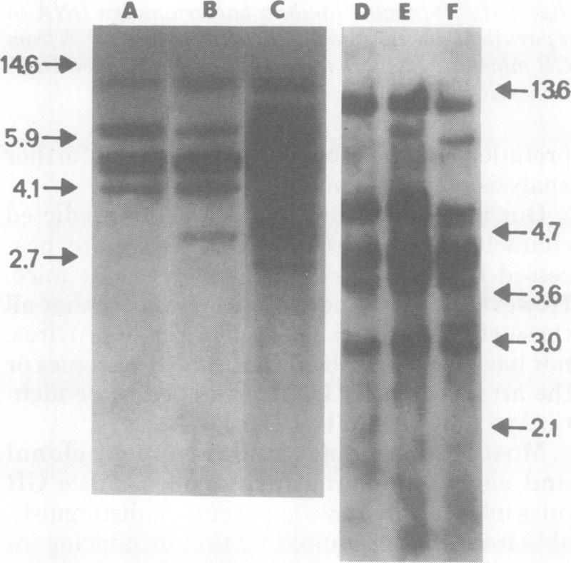 https://cdn.ncbi.nlm.nih.gov/pmc/blobs/d949/288813/e05d8197a00b/jvirol00176-0034-a.jpg