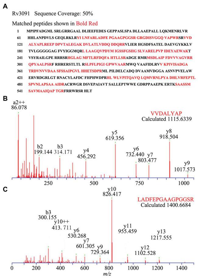 https://cdn.ncbi.nlm.nih.gov/pmc/blobs/d949/7517356/12816b6d8c7a/fmicb-11-532371-g005.jpg