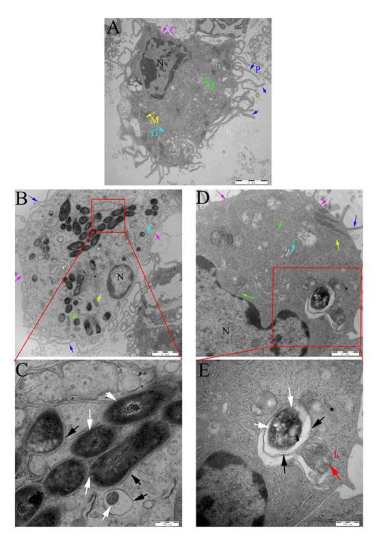 https://cdn.ncbi.nlm.nih.gov/pmc/blobs/d949/7517356/330d4f58774d/fmicb-11-532371-g009.jpg