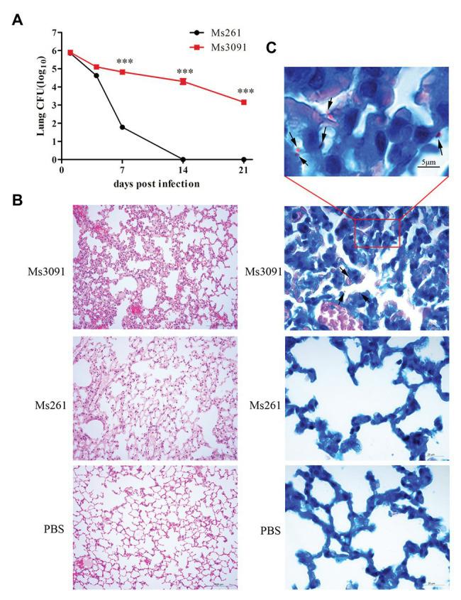 https://cdn.ncbi.nlm.nih.gov/pmc/blobs/d949/7517356/5289b4a4c531/fmicb-11-532371-g011.jpg