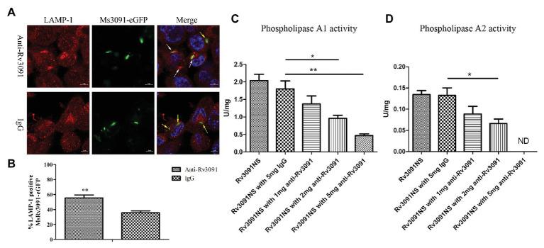 https://cdn.ncbi.nlm.nih.gov/pmc/blobs/d949/7517356/b5295fcdbe9d/fmicb-11-532371-g010.jpg