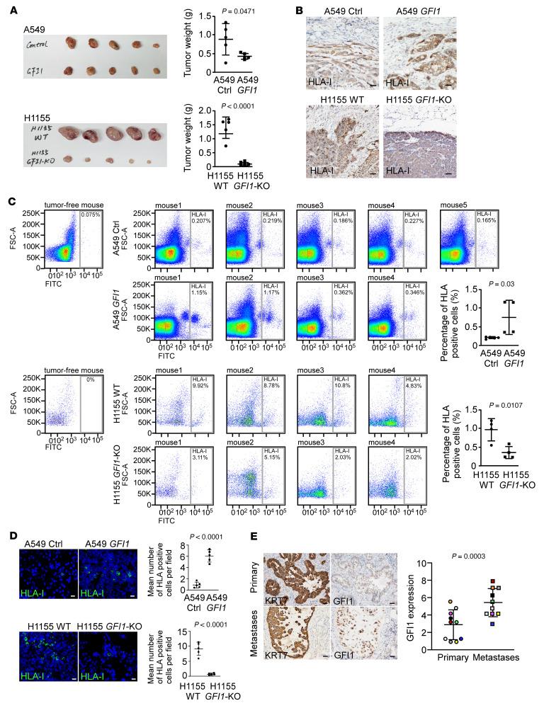 https://cdn.ncbi.nlm.nih.gov/pmc/blobs/d94a/9433100/7d03358979ba/jci-132-149551-g058.jpg