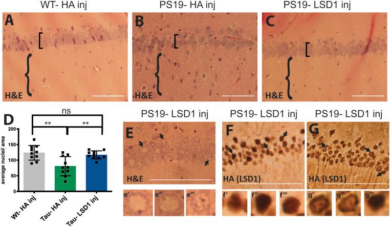 https://cdn.ncbi.nlm.nih.gov/pmc/blobs/d94e/7682552/838ec7353fa0/pnas.2013552117fig05.jpg