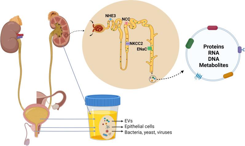 https://cdn.ncbi.nlm.nih.gov/pmc/blobs/d952/9465297/055b386d6b5e/fendo-13-981317-g002.jpg