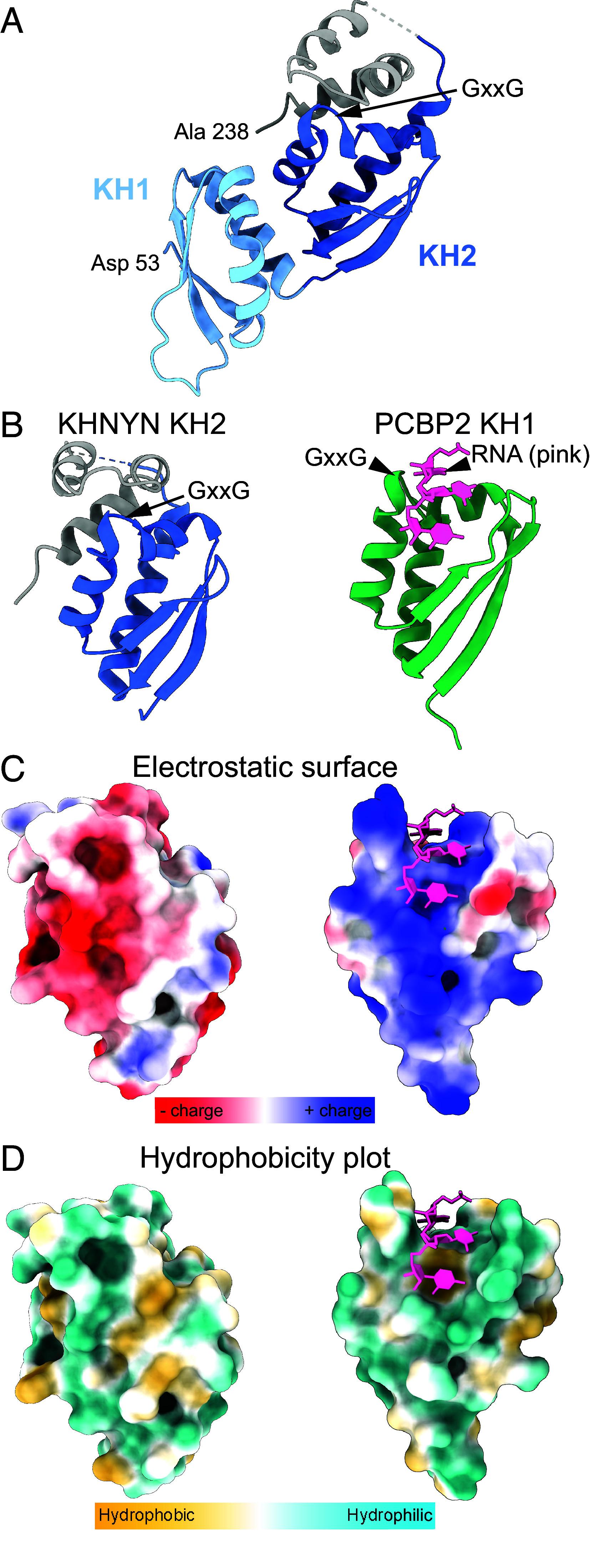 https://cdn.ncbi.nlm.nih.gov/pmc/blobs/d954/11670115/8c8e7502d853/pnas.2415048121fig02.jpg