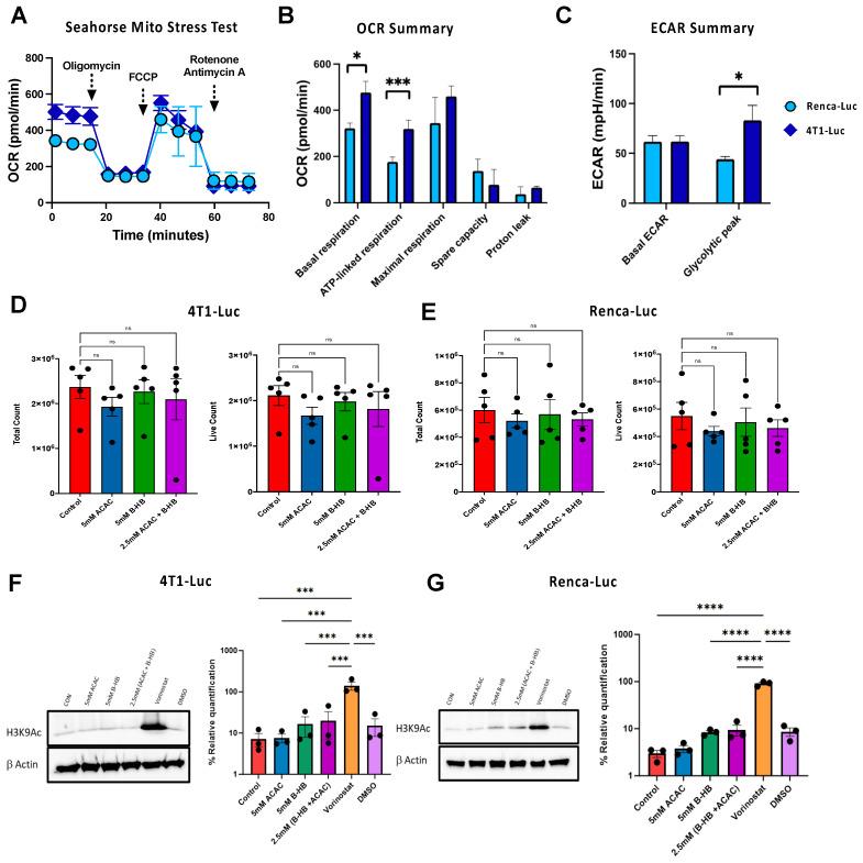 https://cdn.ncbi.nlm.nih.gov/pmc/blobs/d955/11476193/7b9fa8ba0a18/cancers-16-03390-g001.jpg