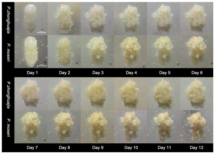 https://cdn.ncbi.nlm.nih.gov/pmc/blobs/d957/11766010/af3bdbe1b568/insects-16-00056-g007.jpg