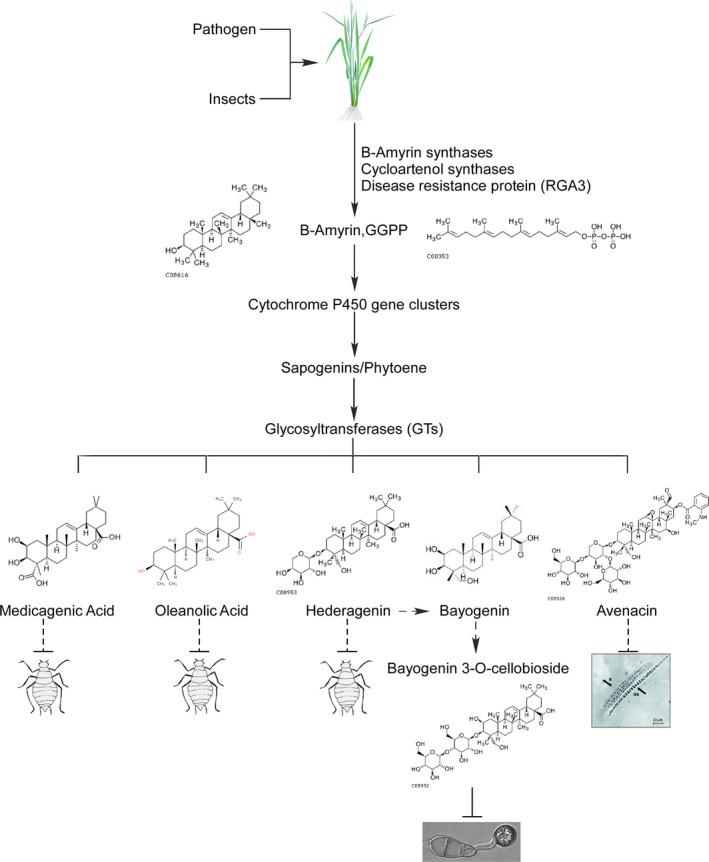 https://cdn.ncbi.nlm.nih.gov/pmc/blobs/d958/11385058/d3d44cd5eab7/PBI-19-589-g001.jpg