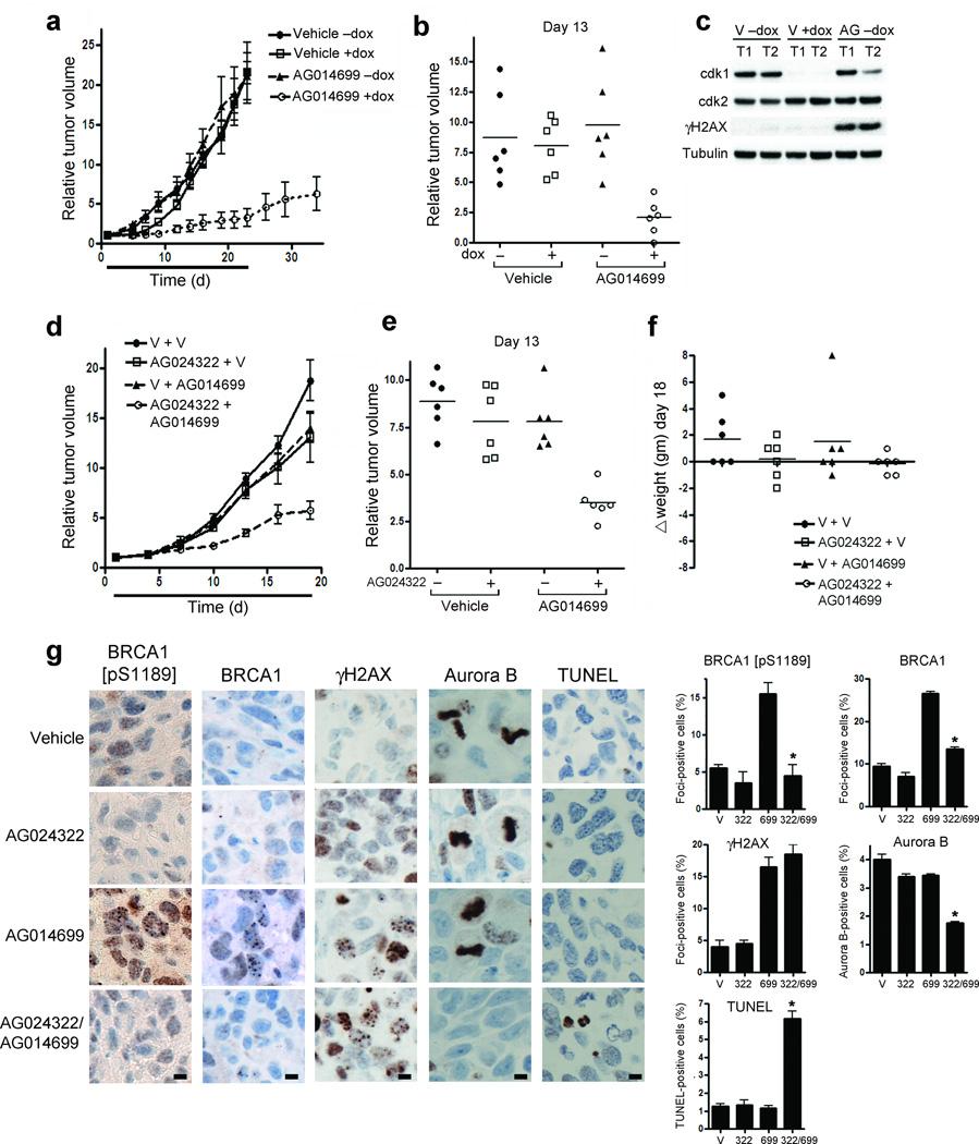 https://cdn.ncbi.nlm.nih.gov/pmc/blobs/d958/3272302/0899dec46e94/nihms288730f5.jpg