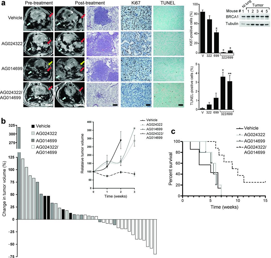 https://cdn.ncbi.nlm.nih.gov/pmc/blobs/d958/3272302/9904e4022535/nihms288730f6.jpg
