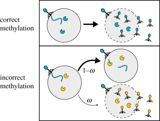 https://cdn.ncbi.nlm.nih.gov/pmc/blobs/d95b/7540767/56ed08d9dcbf/rsos201118-g1.jpg