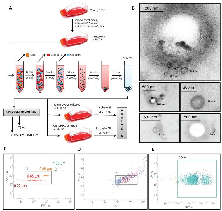 https://cdn.ncbi.nlm.nih.gov/pmc/blobs/d95f/7357081/e415f646bcaf/biomolecules-10-00957-g001.jpg