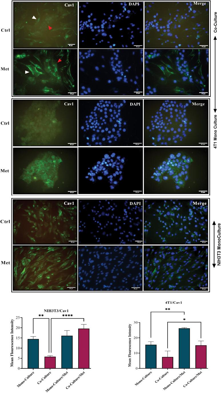 https://cdn.ncbi.nlm.nih.gov/pmc/blobs/d963/10865743/f5deb58721e7/OncolRes-32-43926-f001.jpg