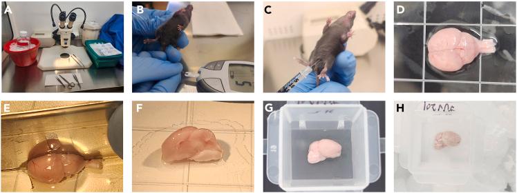 https://cdn.ncbi.nlm.nih.gov/pmc/blobs/d968/11995059/79ee0f498bb8/gr1.jpg